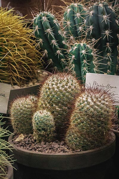 Une variété plus petit avec de nombreuses épines rouges